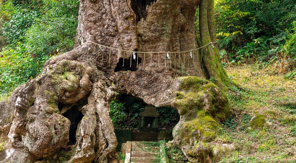 🌳 다케오의 왕녹나무(다케오노오쿠스) 이미지 1